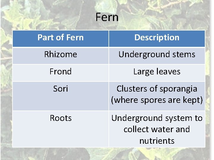 Fern Part of Fern Description Rhizome Underground stems Frond Large leaves Sori Clusters of