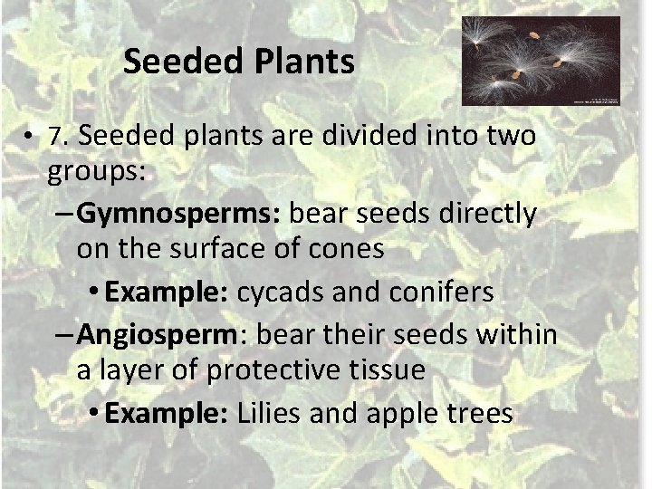 Seeded Plants • 7. Seeded plants are divided into two groups: – Gymnosperms: bear