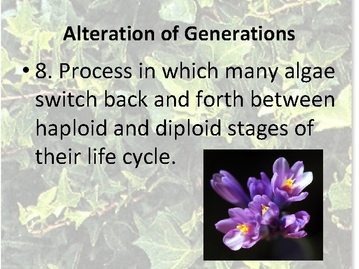 Alteration of Generations • 8. Process in which many algae switch back and forth