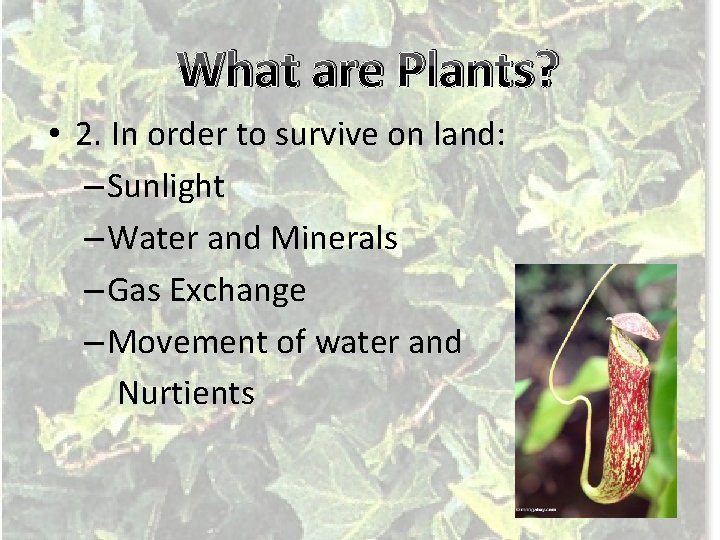 What are Plants? • 2. In order to survive on land: – Sunlight –