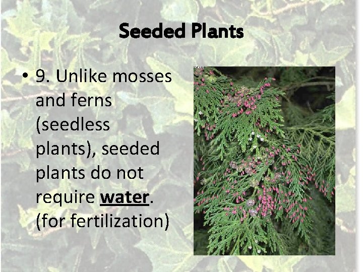 Seeded Plants • 9. Unlike mosses and ferns (seedless plants), seeded plants do not