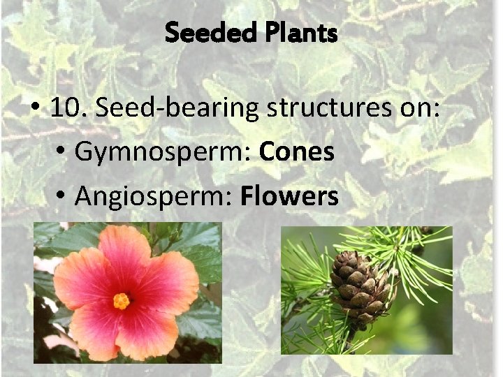Seeded Plants • 10. Seed-bearing structures on: • Gymnosperm: Cones • Angiosperm: Flowers 