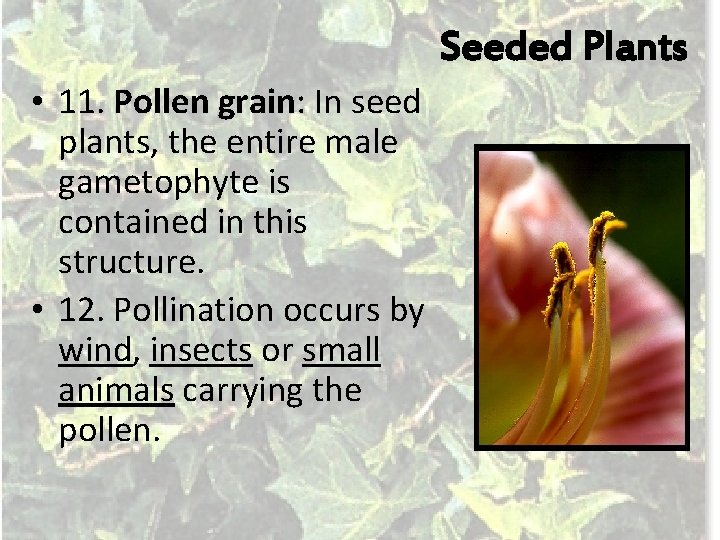 Seeded Plants • 11. Pollen grain: In seed plants, the entire male gametophyte is