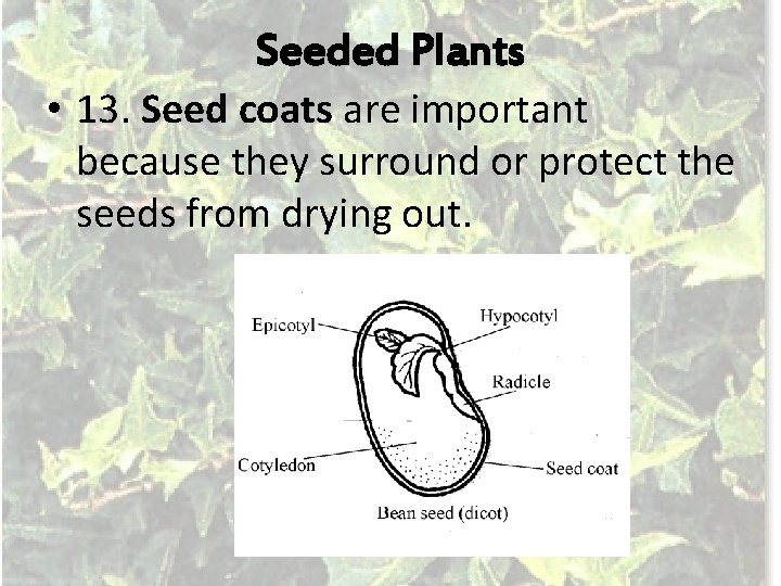 Seeded Plants • 13. Seed coats are important because they surround or protect the