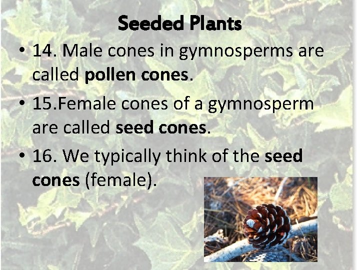 Seeded Plants • 14. Male cones in gymnosperms are called pollen cones. • 15.