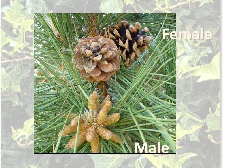 Female Male 