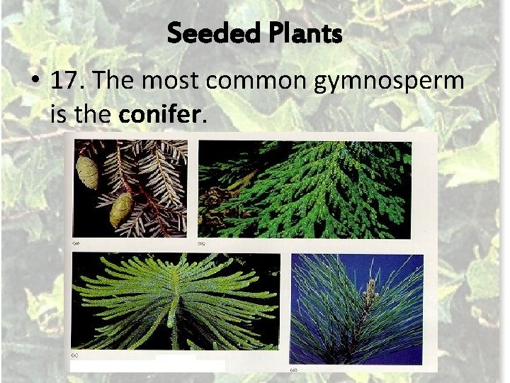 Seeded Plants • 17. The most common gymnosperm is the conifer. 