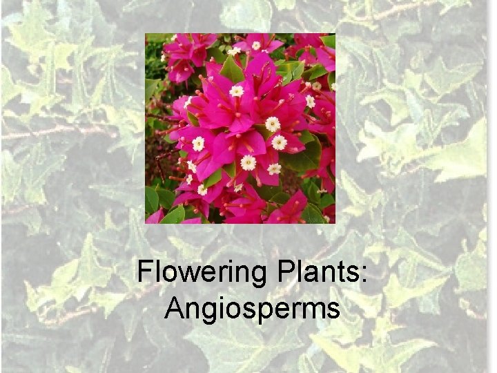 Flowering Plants: Angiosperms 