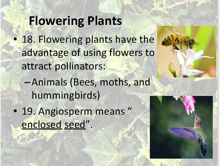 Flowering Plants • 18. Flowering plants have the advantage of using flowers to attract