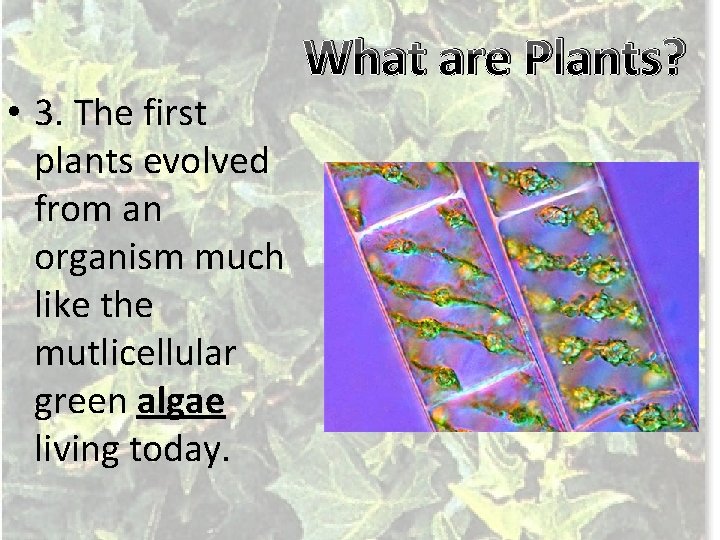  • 3. The first plants evolved from an organism much like the mutlicellular