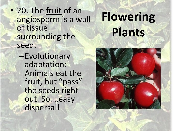  • 20. The fruit of an angiosperm is a wall of tissue surrounding