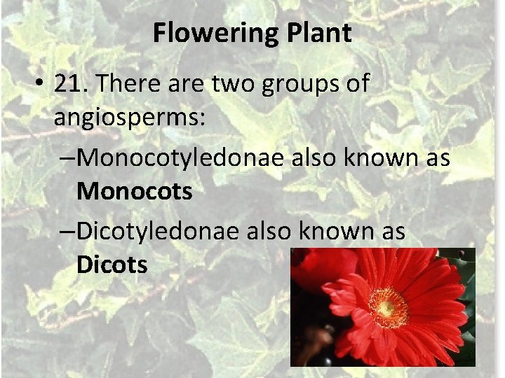 Flowering Plant • 21. There are two groups of angiosperms: –Monocotyledonae also known as