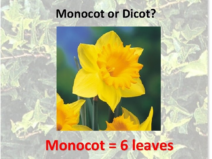 Monocot or Dicot? Monocot = 6 leaves 