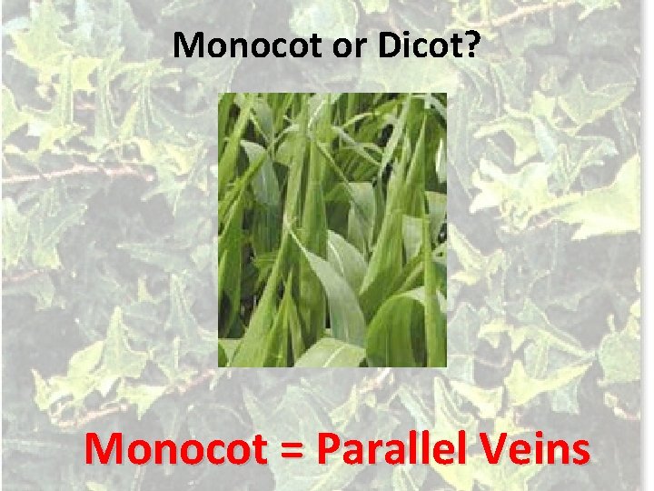 Monocot or Dicot? Monocot = Parallel Veins 