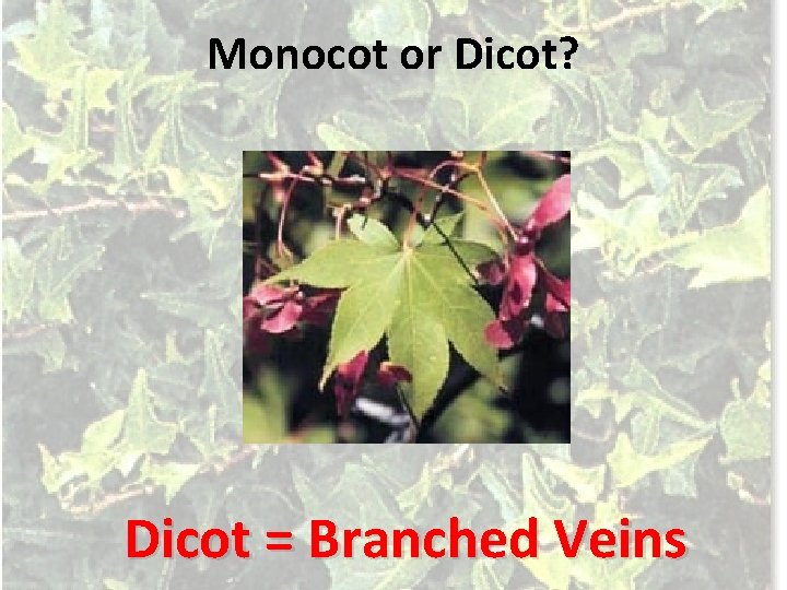 Monocot or Dicot? Dicot = Branched Veins 