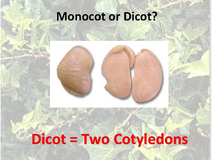 Monocot or Dicot? Dicot = Two Cotyledons 