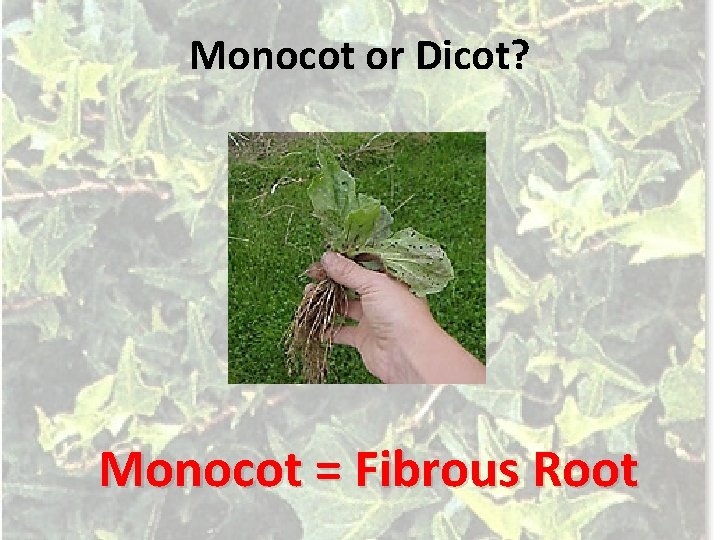 Monocot or Dicot? Monocot = Fibrous Root 