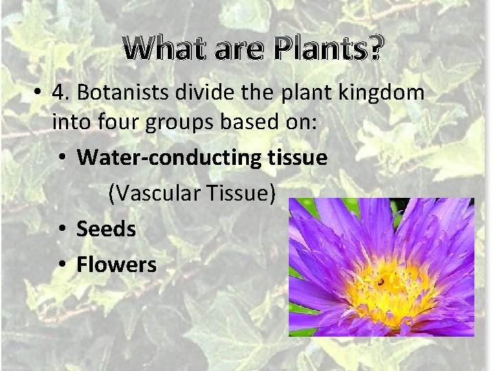 What are Plants? • 4. Botanists divide the plant kingdom into four groups based