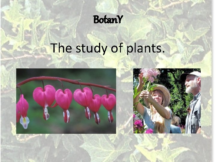 Botan. Y The study of plants. 