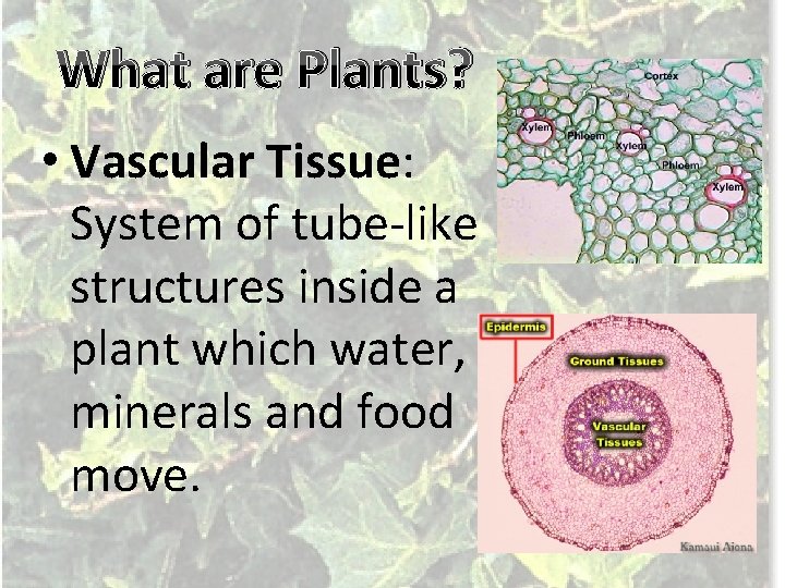 What are Plants? • Vascular Tissue: System of tube-like structures inside a plant which