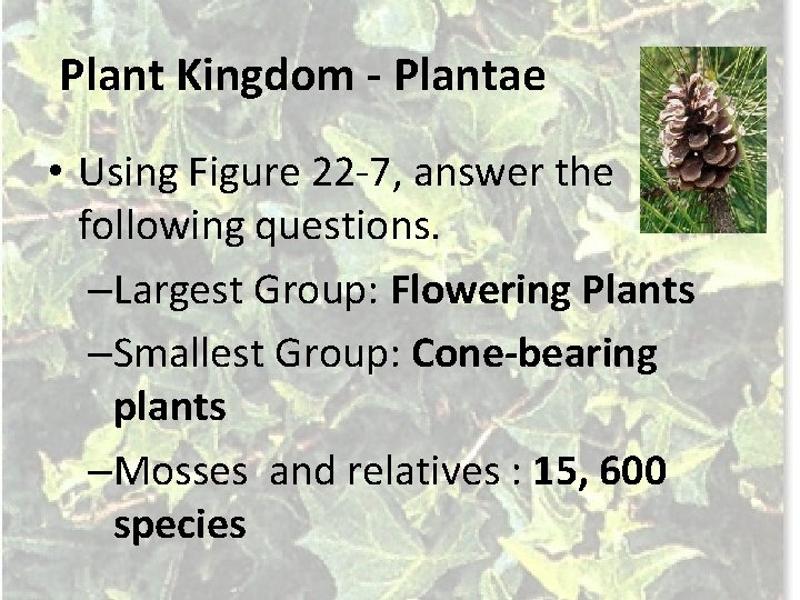 Plant Kingdom - Plantae • Using Figure 22 -7, answer the following questions. –Largest