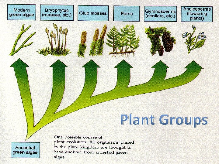 Plant Groups 