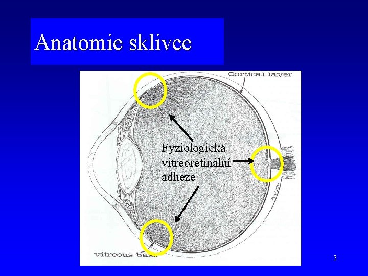 Anatomie sklivce Fyziologická vitreoretinální adheze Petr Kolář 2014 © 3 