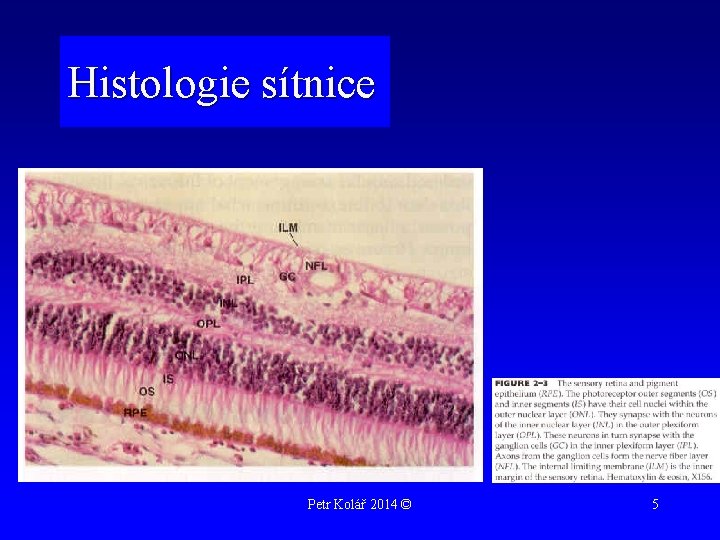 Histologie sítnice Petr Kolář 2014 © 5 