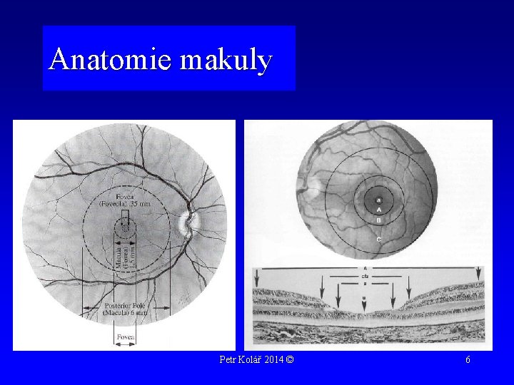 Anatomie makuly Petr Kolář 2014 © 6 