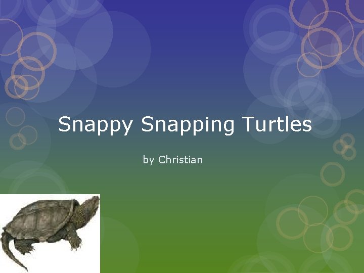 Snappy Snapping Turtles by Christian 