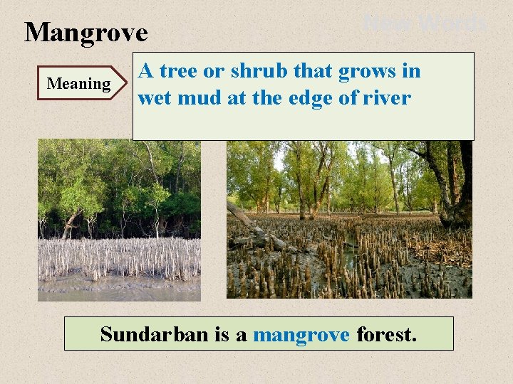 Mangrove Meaning New Words A tree or shrub that grows in wet mud at