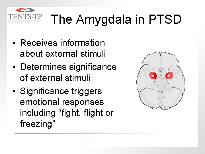 The Amygdala in PTSD • Receives information about external stimuli • Determines significance of