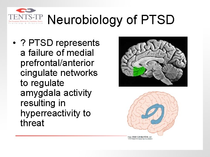 Neurobiology of PTSD • ? PTSD represents a failure of medial prefrontal/anterior cingulate networks