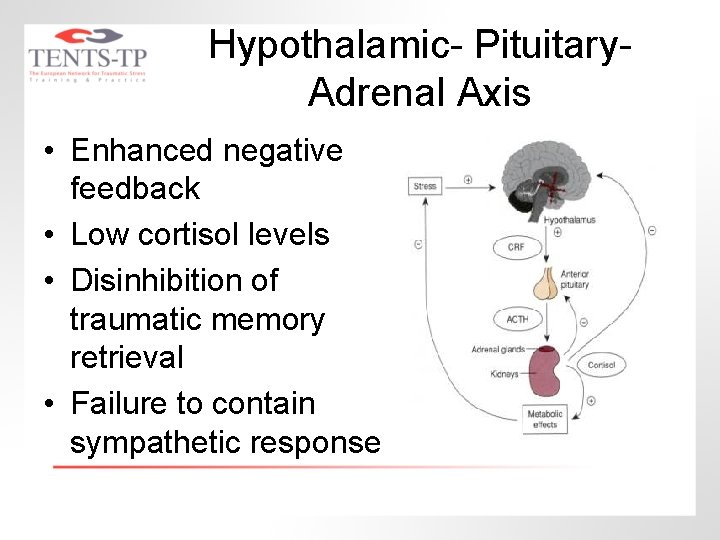 Hypothalamic- Pituitary. Adrenal Axis • Enhanced negative feedback • Low cortisol levels • Disinhibition