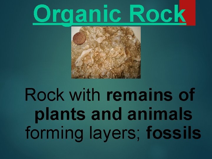 Organic Rock with remains of plants and animals forming layers; fossils 