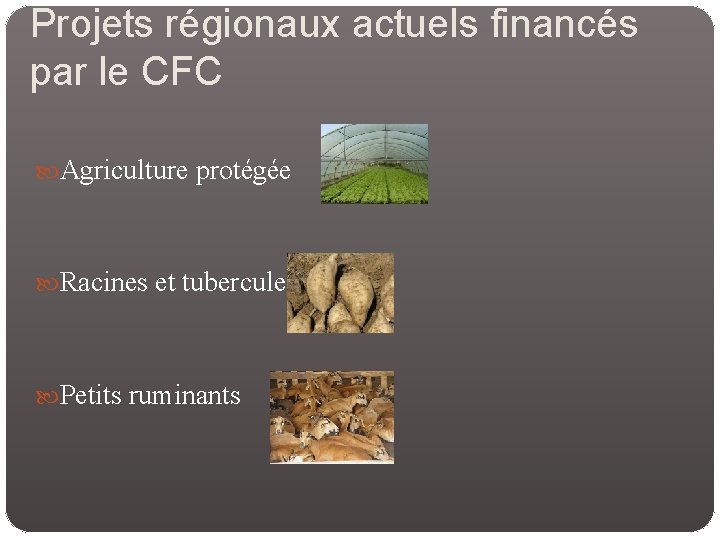 Projets régionaux actuels financés par le CFC Agriculture protégée Racines et tubercules Petits ruminants