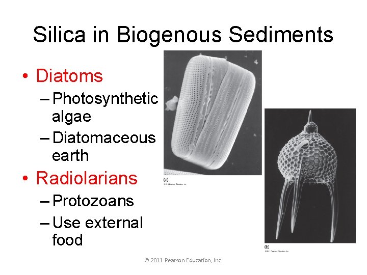 Silica in Biogenous Sediments • Diatoms – Photosynthetic algae – Diatomaceous earth • Radiolarians