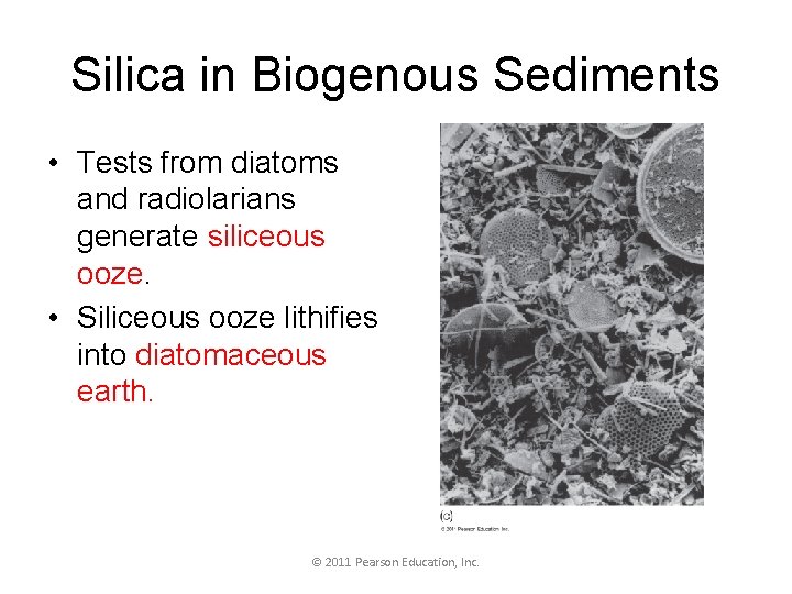 Silica in Biogenous Sediments • Tests from diatoms and radiolarians generate siliceous ooze. •