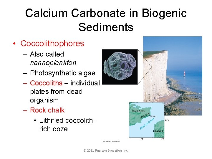 Calcium Carbonate in Biogenic Sediments • Coccolithophores – Also called nannoplankton – Photosynthetic algae