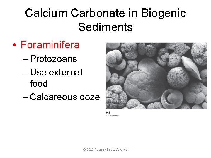 Calcium Carbonate in Biogenic Sediments • Foraminifera – Protozoans – Use external food –