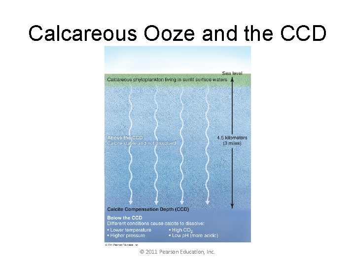 Calcareous Ooze and the CCD © 2011 Pearson Education, Inc. 