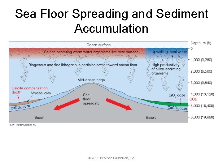 Sea Floor Spreading and Sediment Accumulation © 2011 Pearson Education, Inc. 