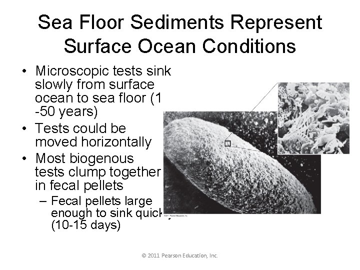 Sea Floor Sediments Represent Surface Ocean Conditions • Microscopic tests sink slowly from surface