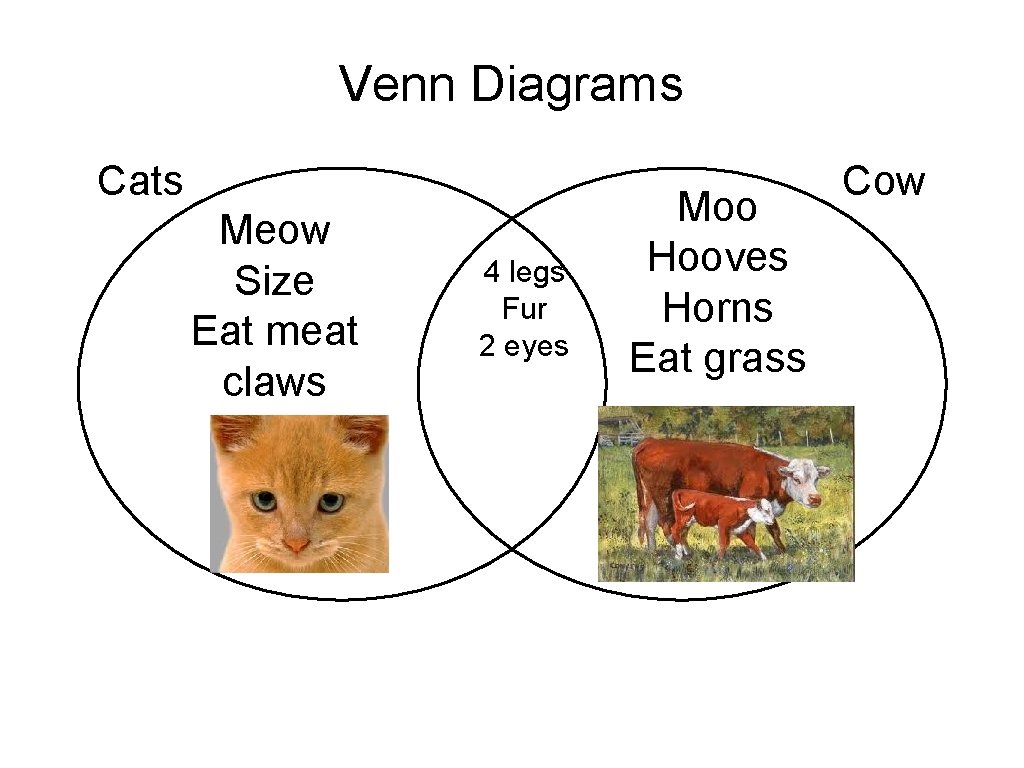 Venn Diagrams Cats Meow Size Eat meat claws 4 legs Fur 2 eyes Moo