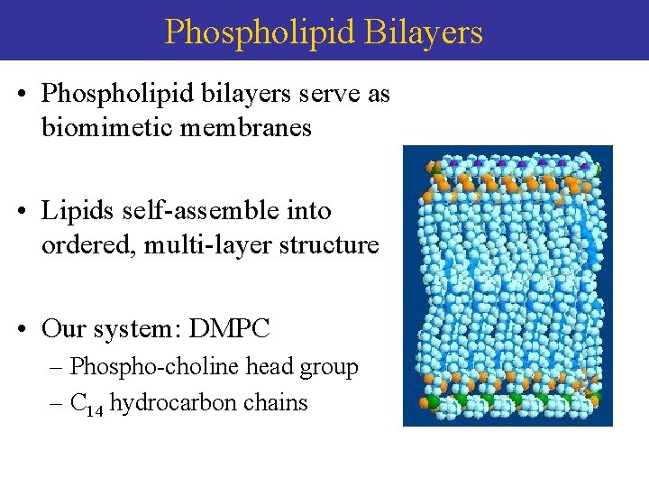 Phospholipid Bilayers • Phospholipid bilayers serve as biomimetic membranes • Lipids self-assemble into ordered,