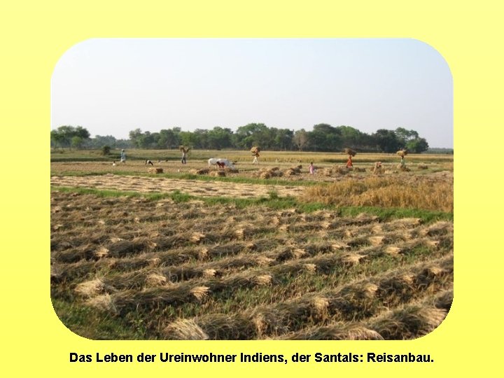 Das Leben der Ureinwohner Indiens, der Santals: Reisanbau. 