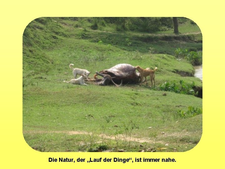 Die Natur, der „Lauf der Dinge“, ist immer nahe. 