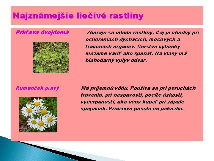 Najznámejšie liečivé rastliny Pŕhľava dvojdomá Rumanček pravý Zberajú sa mladé rastliny. Čaj je vhodný