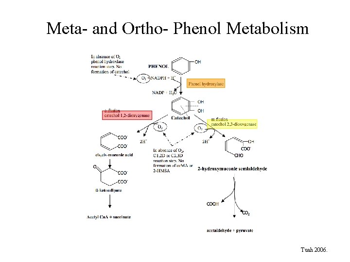Meta- and Ortho- Phenol Metabolism Tuah 2006. 