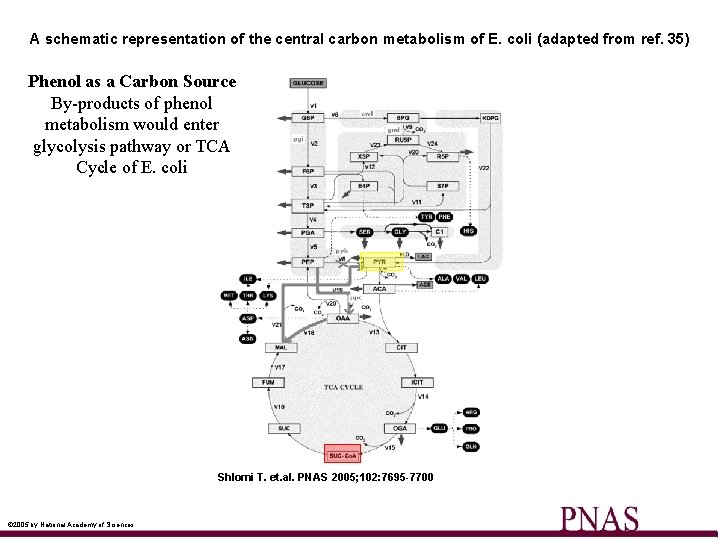 A schematic representation of the central carbon metabolism of E. coli (adapted from ref.